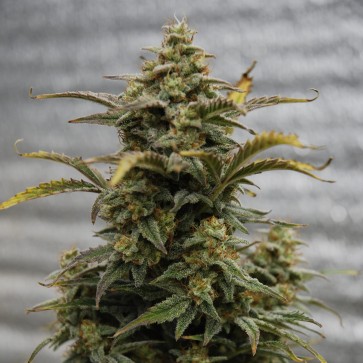 Насіння коноплі Auto Amnesia Lemon Feminised Silver - 500 шт